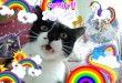 A cool best cool best rainbow