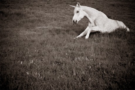 Solitary Unicorn