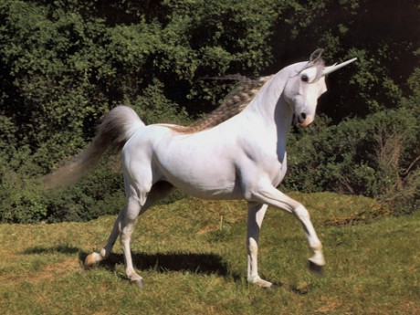 Real Unicorn Posing